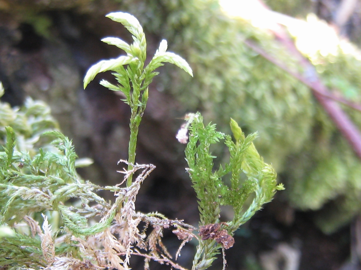 Isothecium alopecuroides (door Marcel Schrijvers)