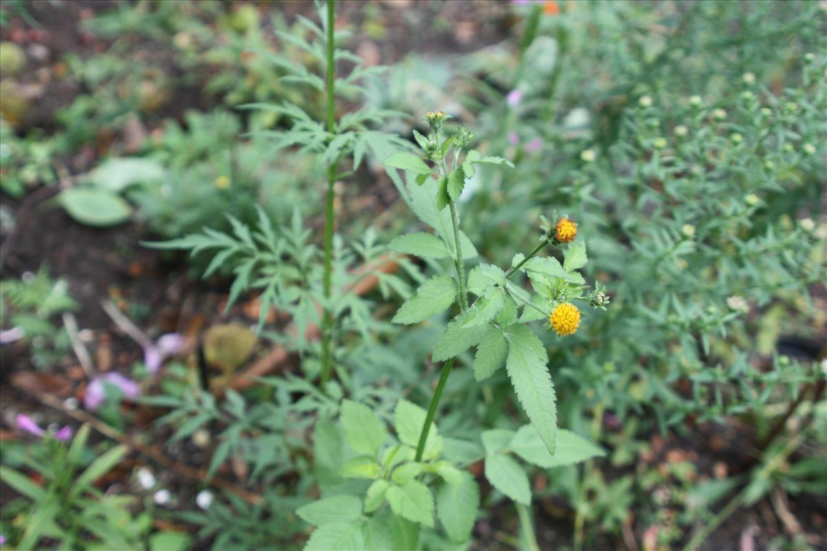 Bidens pilosa (door Toon Verrijdt)