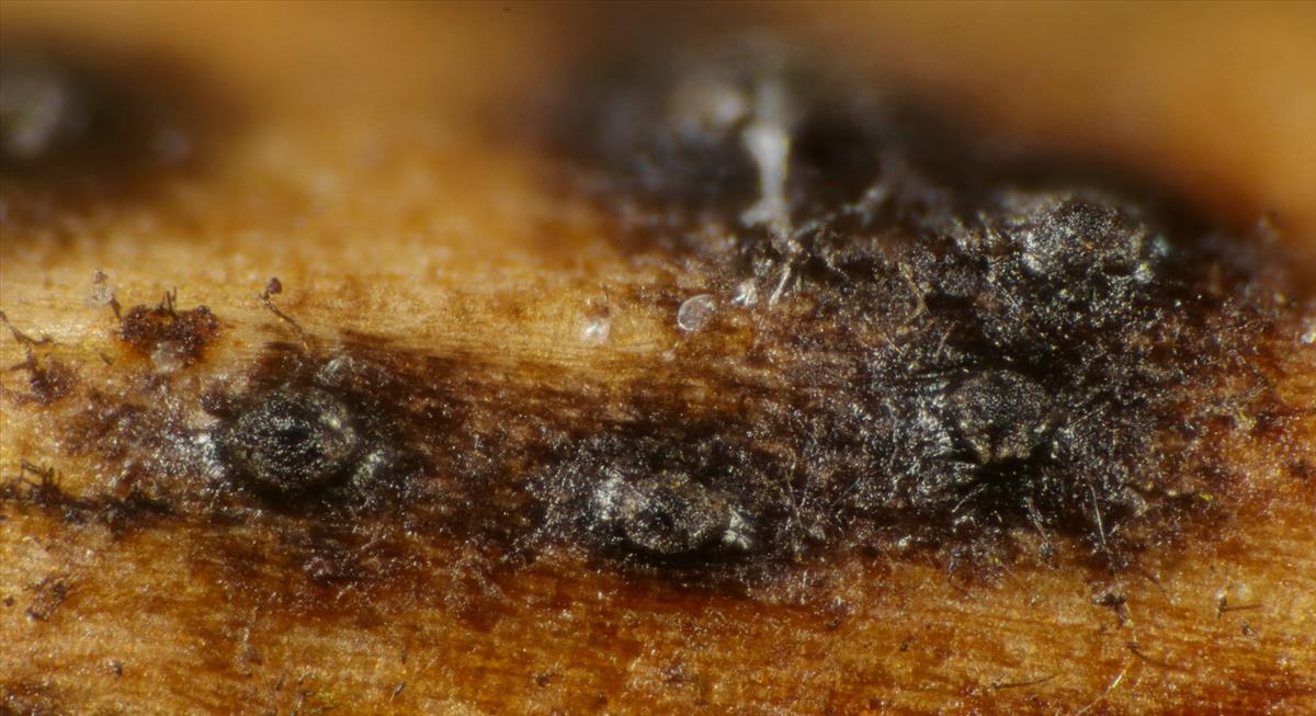 Anthostomella nitidula (door Björn Wergen)