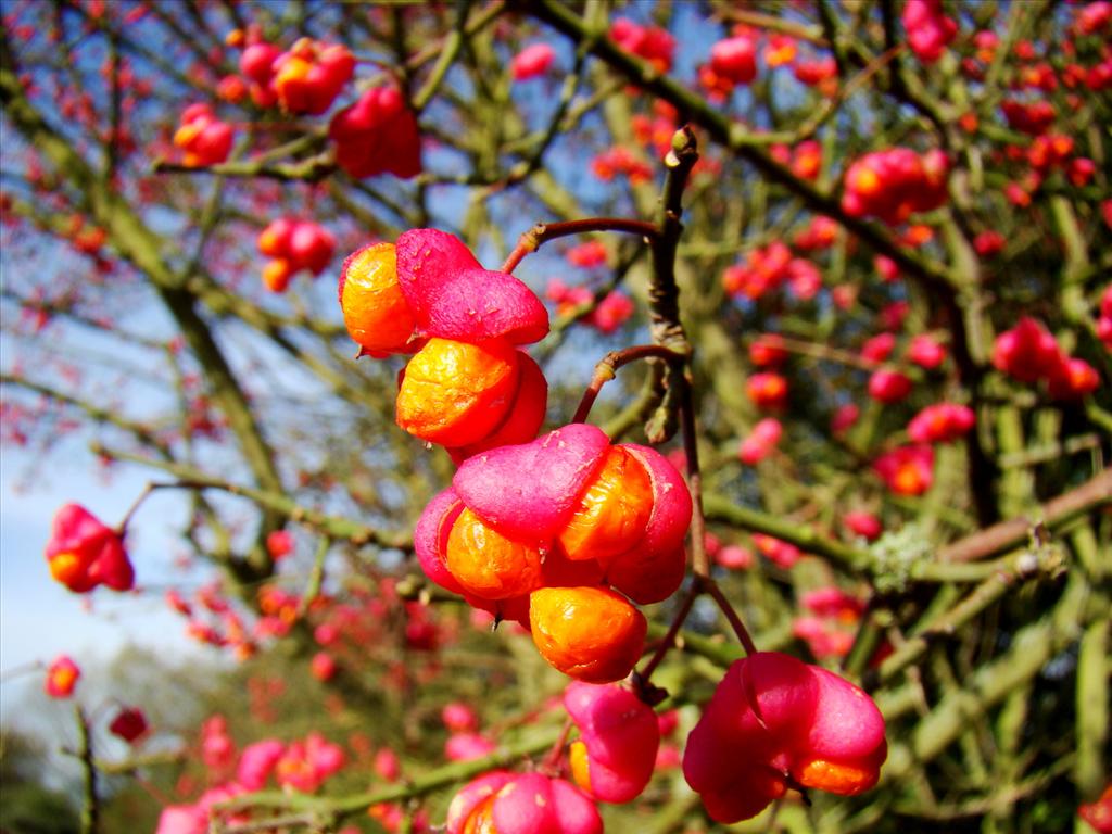 Euonymus europaeus (door Joop Verburg)