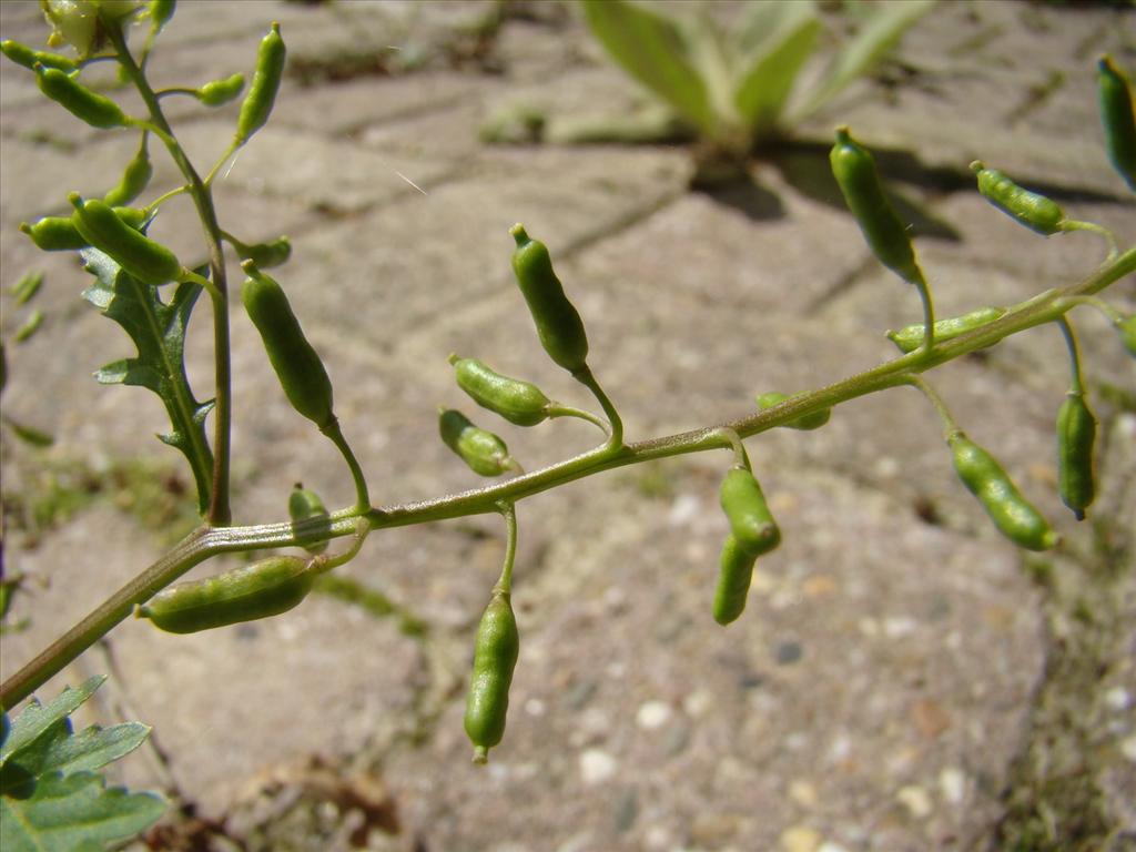 Rorippa palustris (door Joop Verburg)