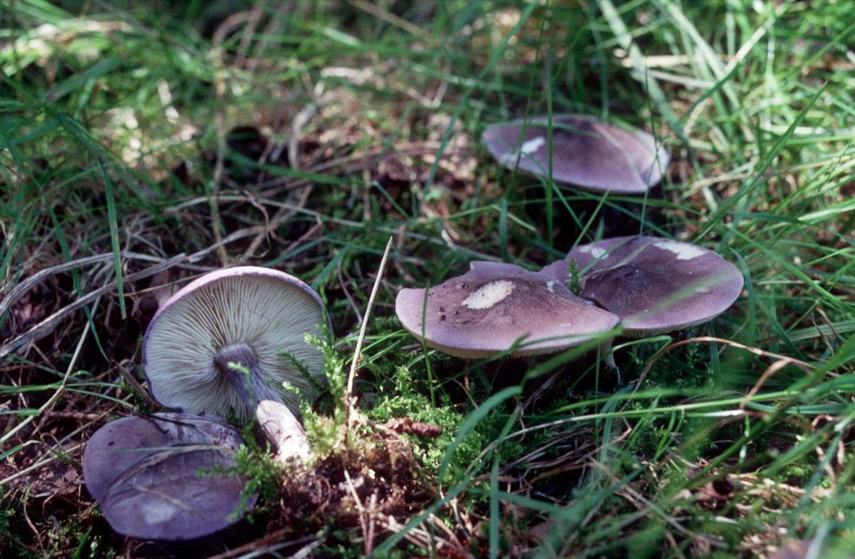 Calocybe ionides (door Grieta Fransen)