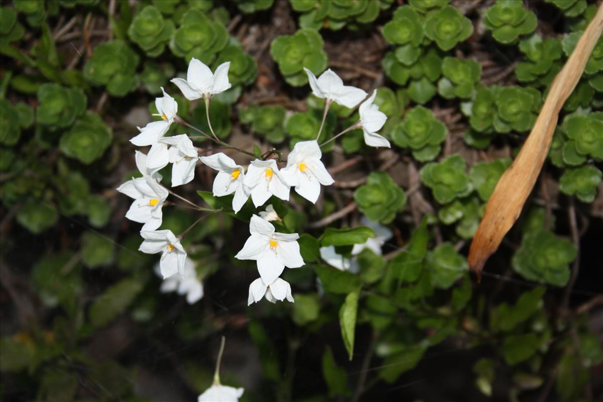 Solanum jasminoides (door Toon Verrijdt)