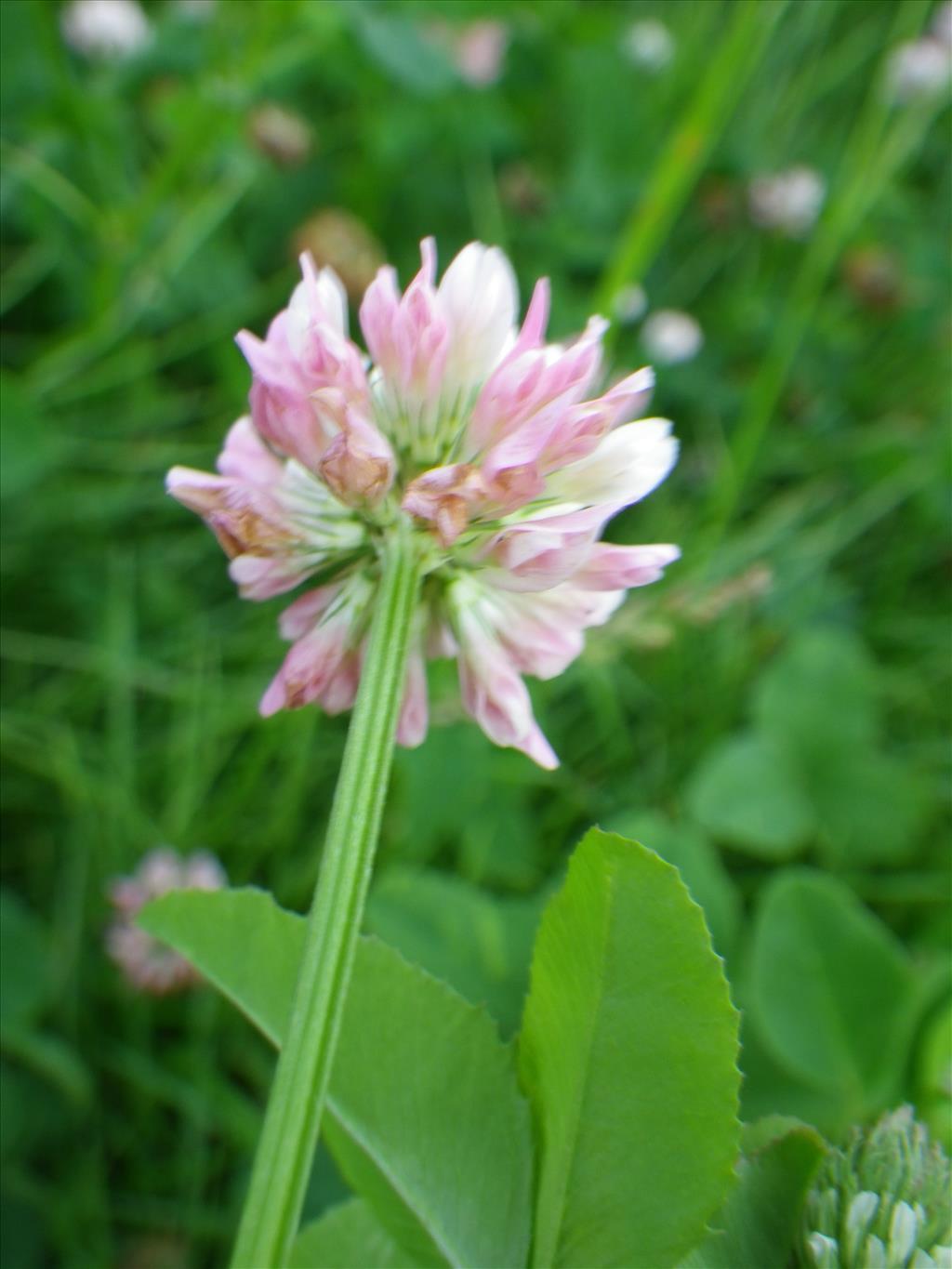 Trifolium hybridum subsp. hybridum (door Arie van den Bremer)