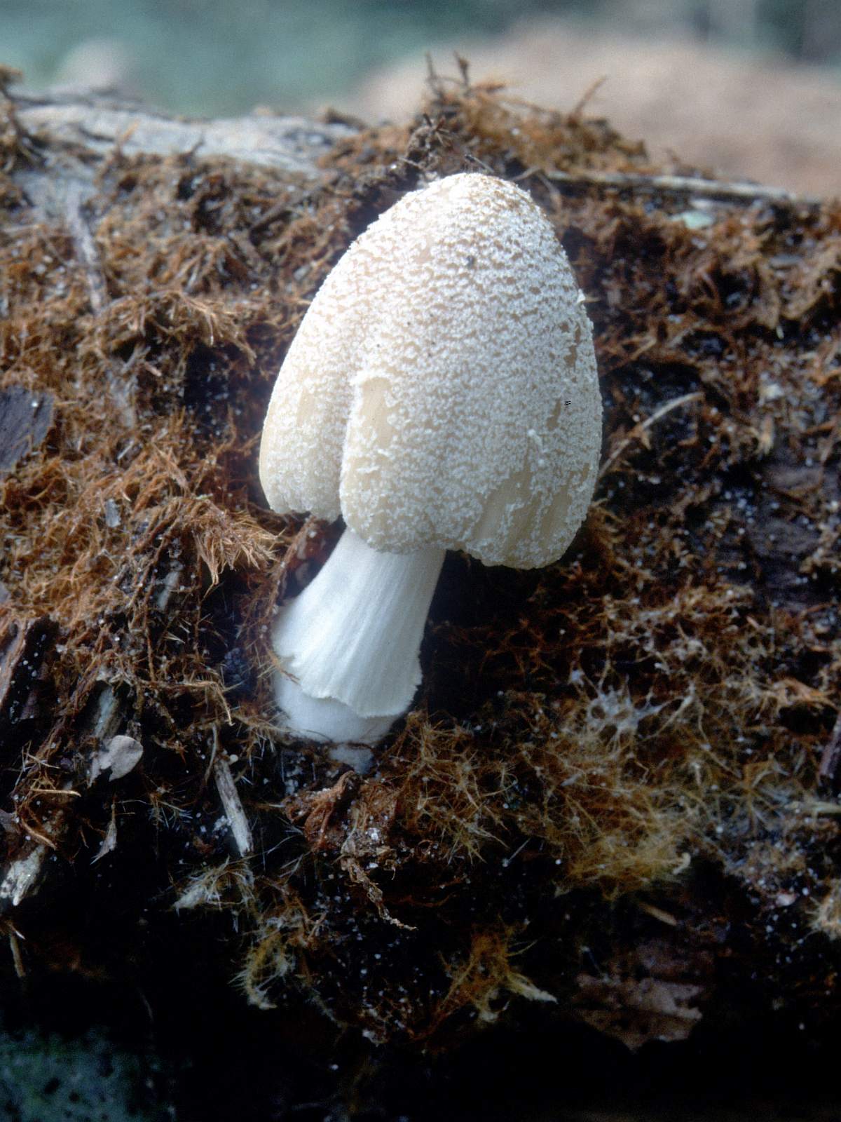 Coprinellus domesticus (door Grieta Fransen)