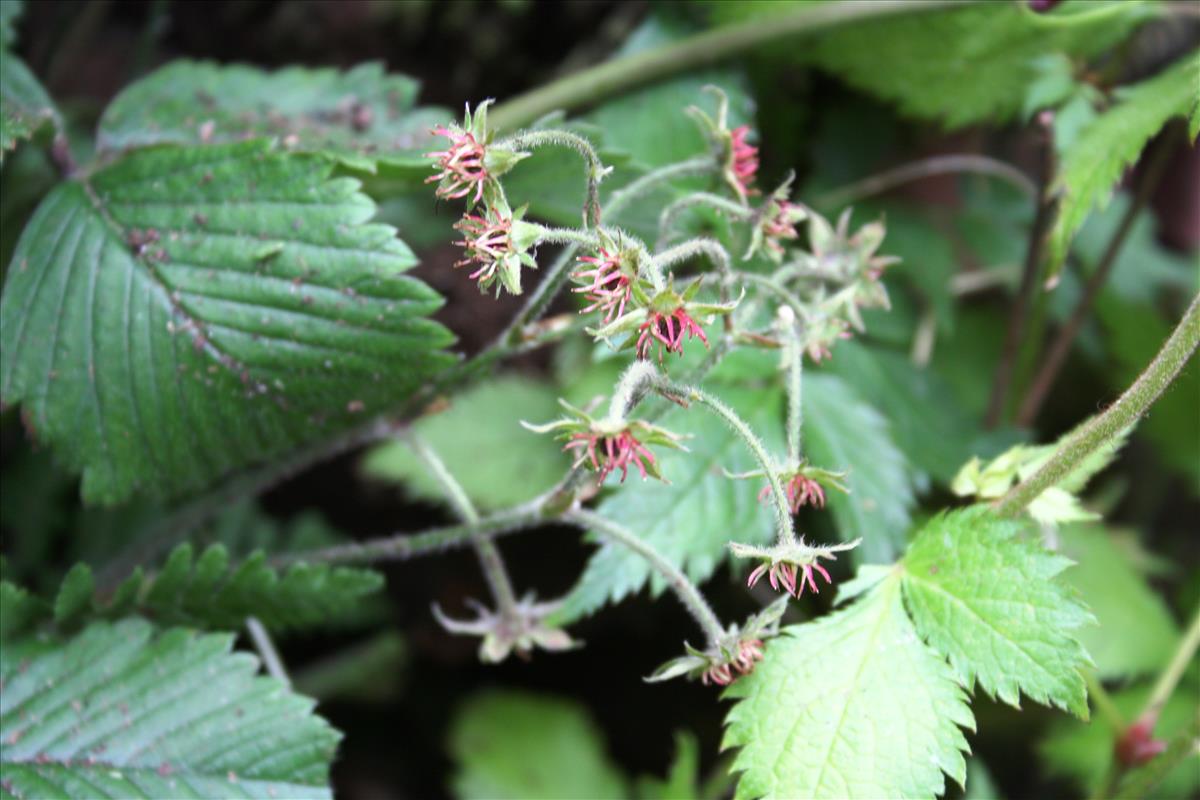 Potentilla sterilis (door Toon Verrijdt)