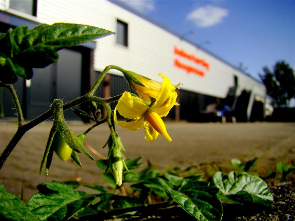 Solanum lycopersicum (door Joop Verburg)