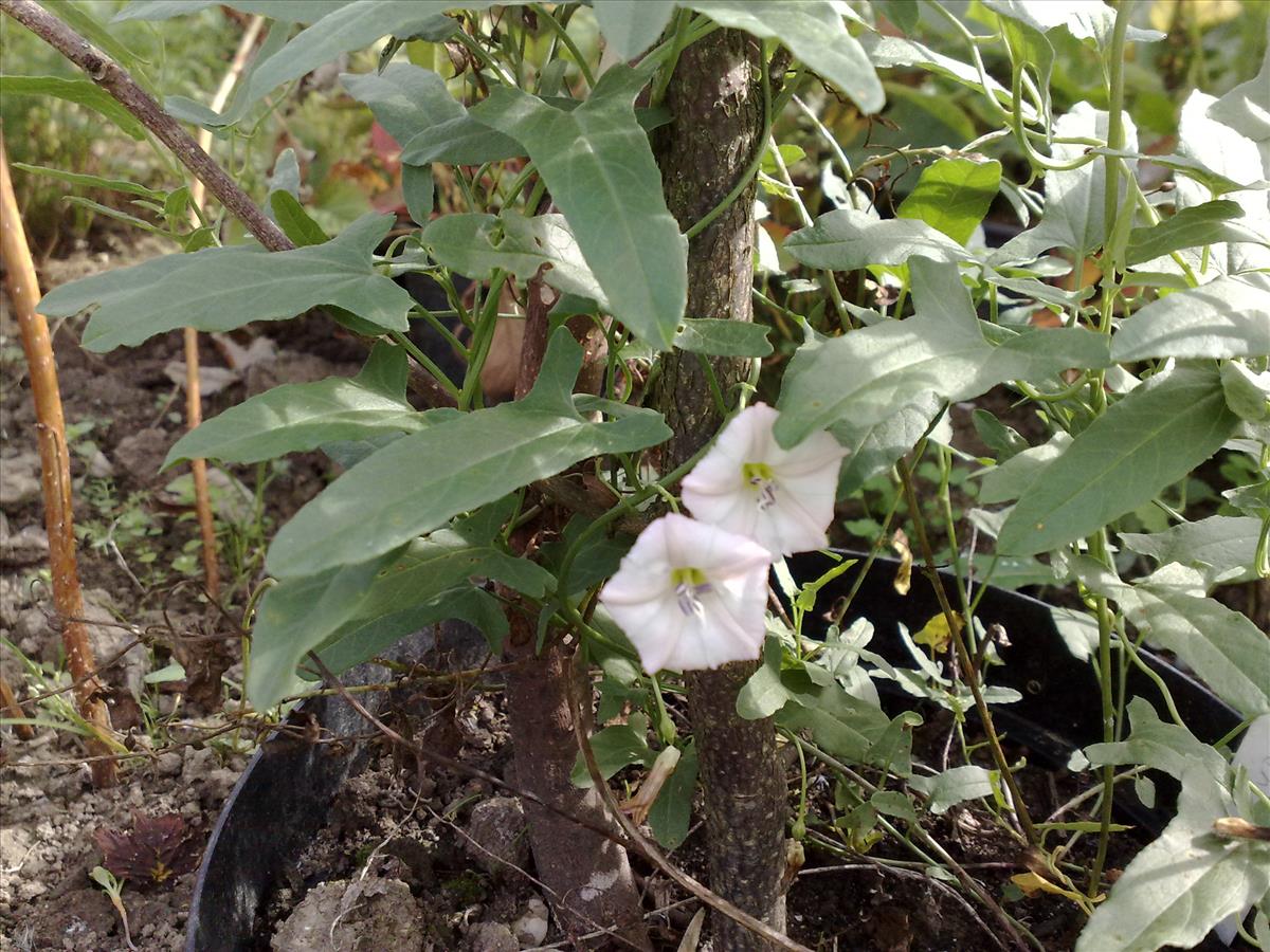 Convolvulus arvensis var. linearifolius (door Remko Andeweg)