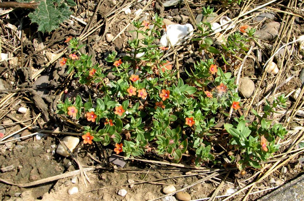 Anagallis arvensis subsp. arvensis (door Bert Verbruggen)