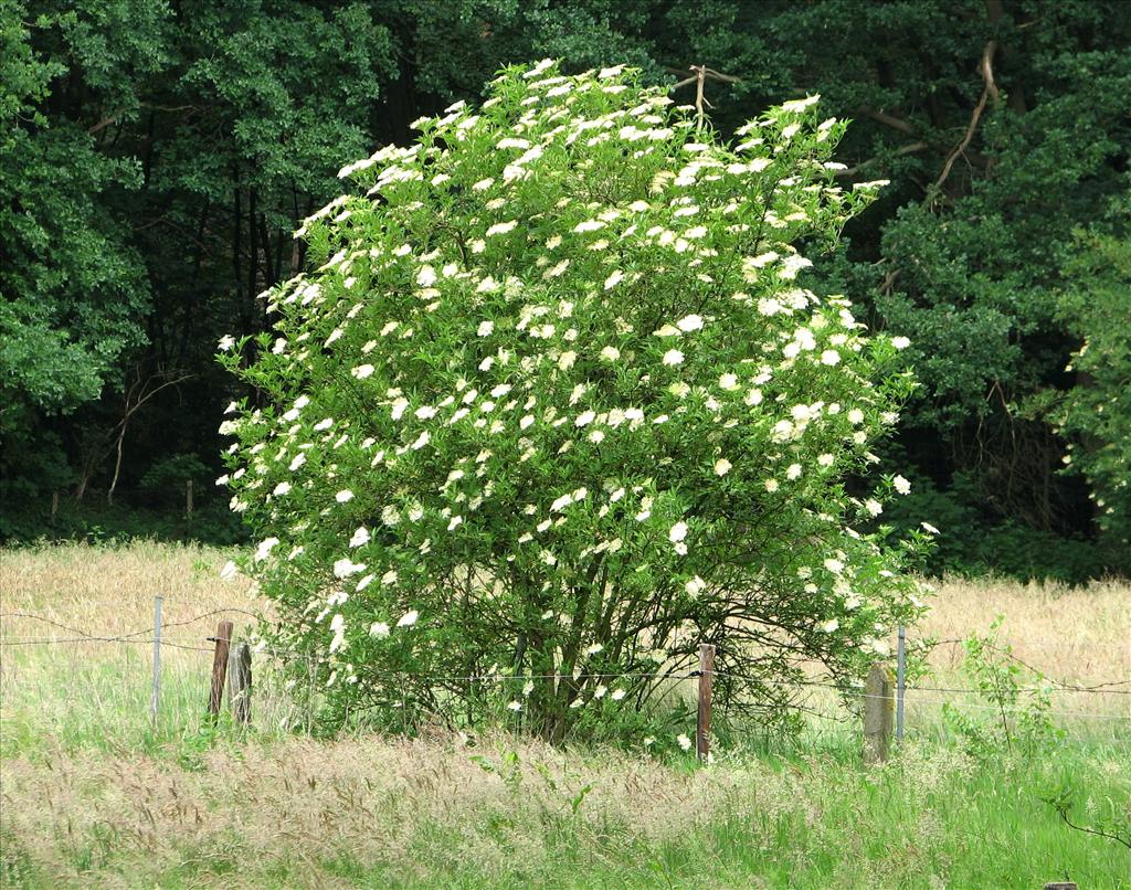 Sambucus nigra (door Bert Verbruggen)