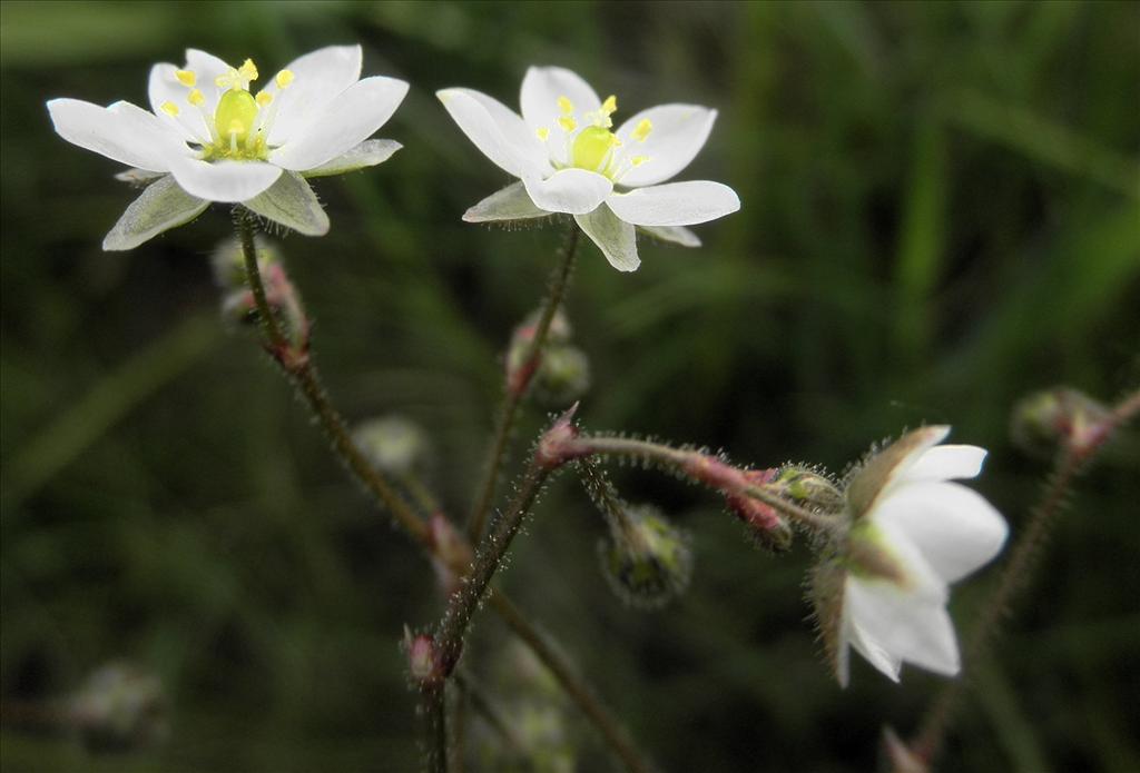 Spergula arvensis (door Bert Verbruggen)