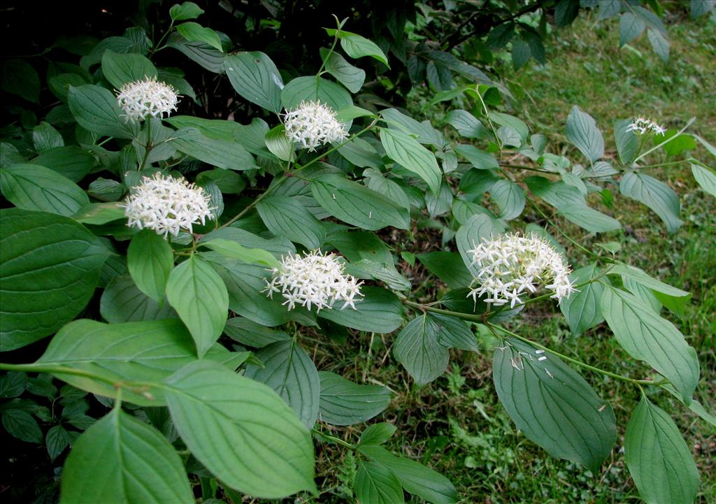 Cornus sanguinea (door Bert Verbruggen)