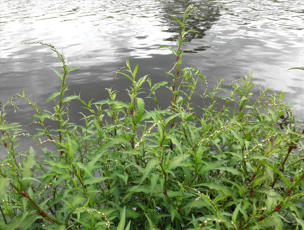 Persicaria hydropiper (door Bert Verbruggen)