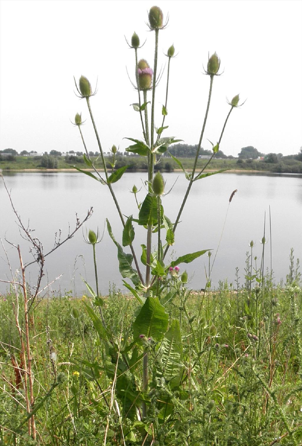 Dipsacus fullonum (door Bert Verbruggen)