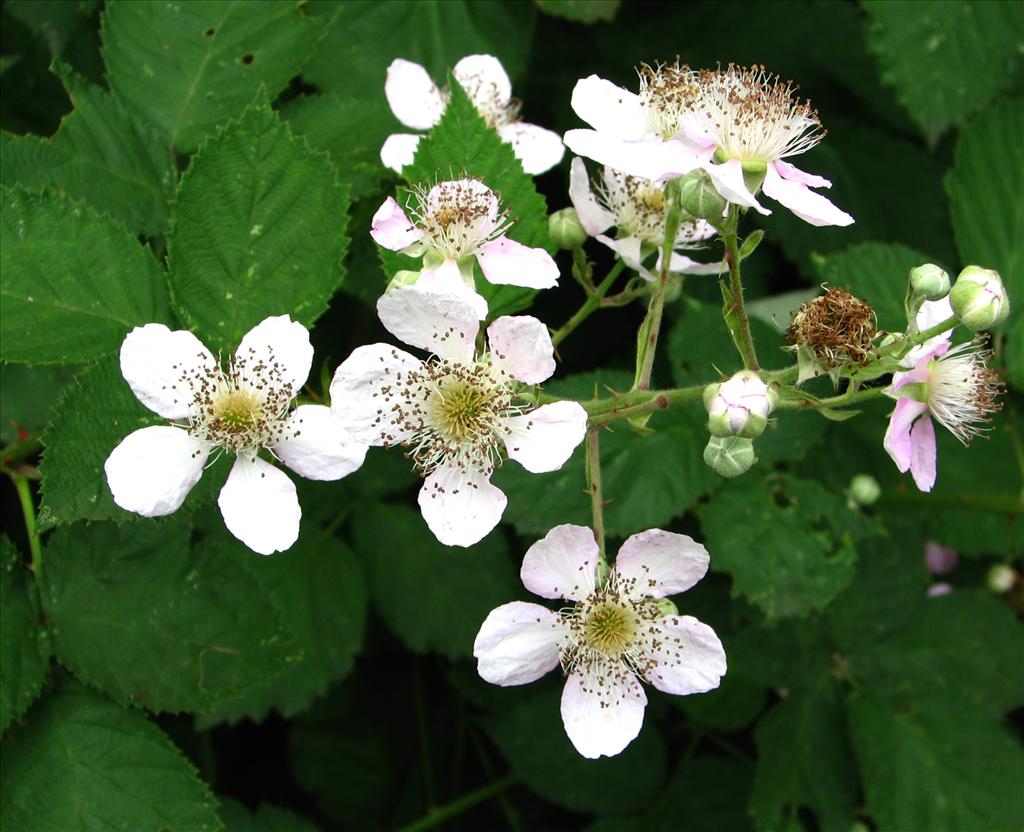 Rubus sect. Rubus (door Bert Verbruggen)