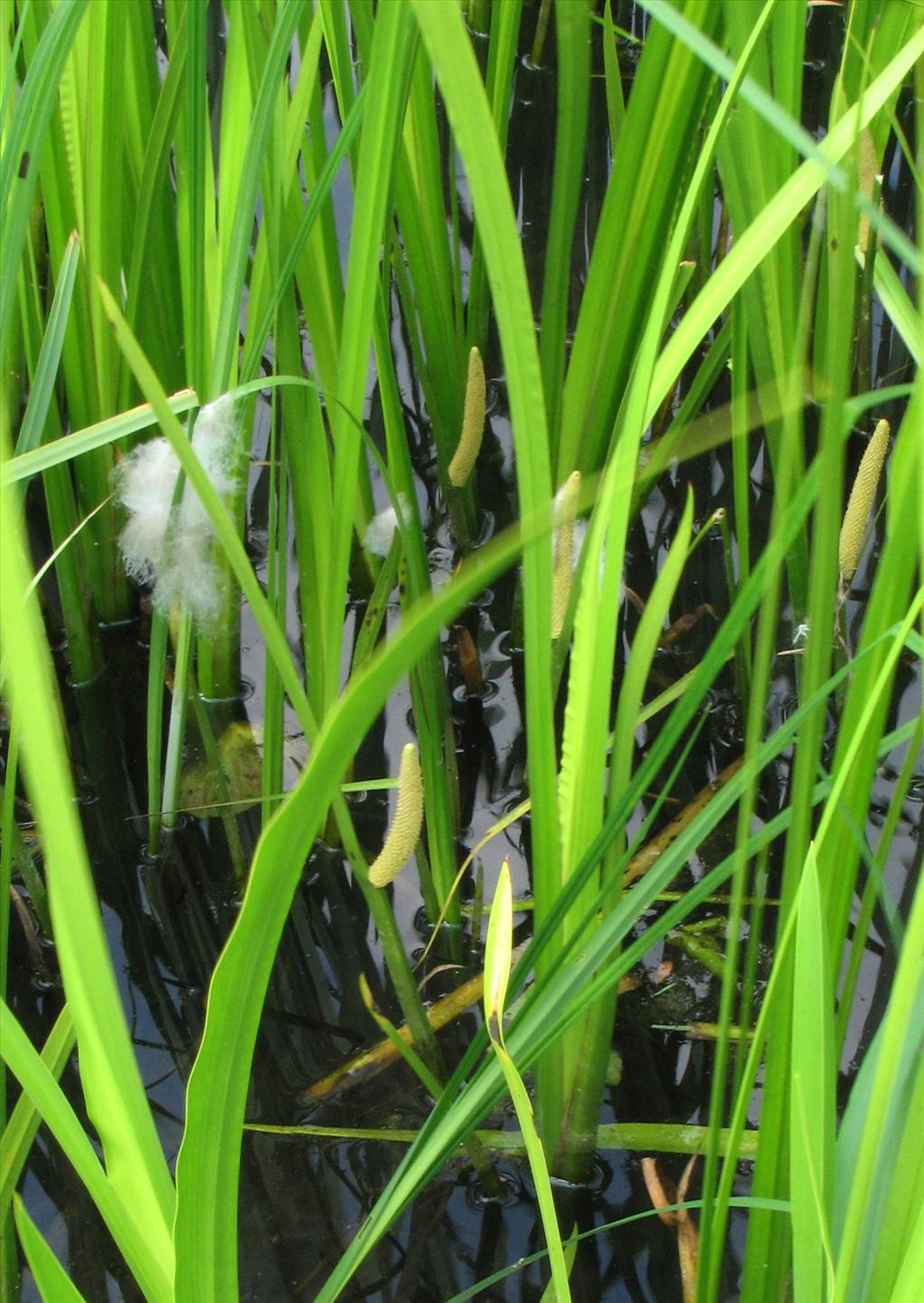 Acorus calamus (door Bert Verbruggen)