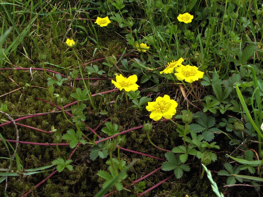 Potentilla reptans (door Bert Verbruggen)