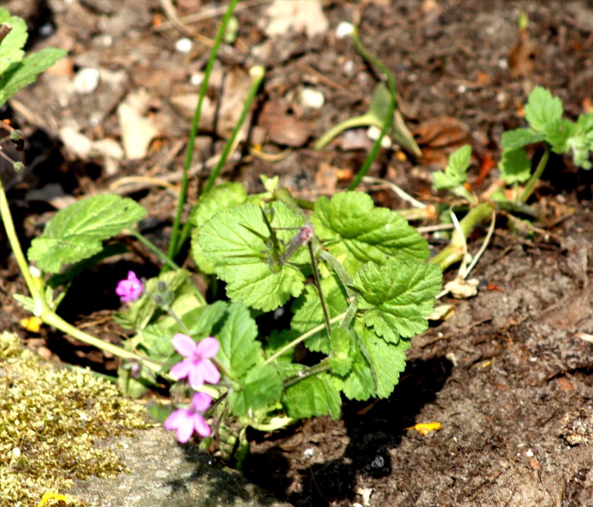 Erodium malacoides (door Toon Verrijdt)