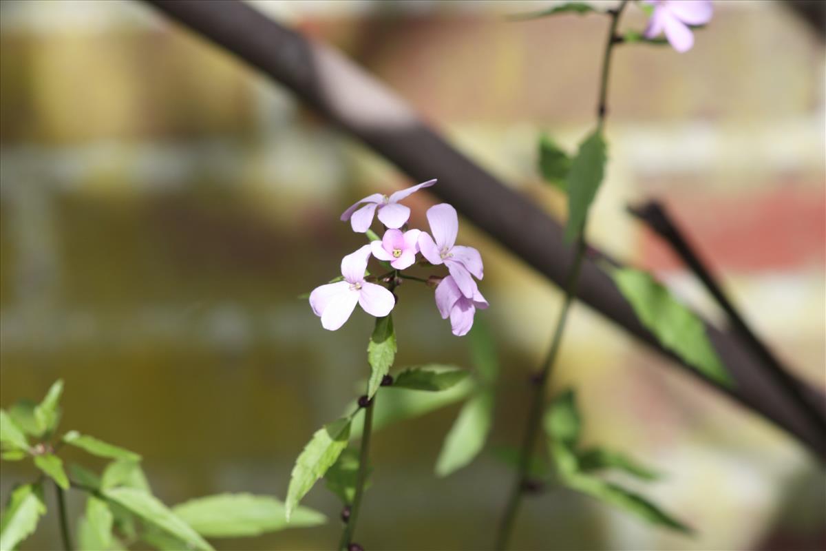 Cardamine bulbifera (door Toon Verrijdt)