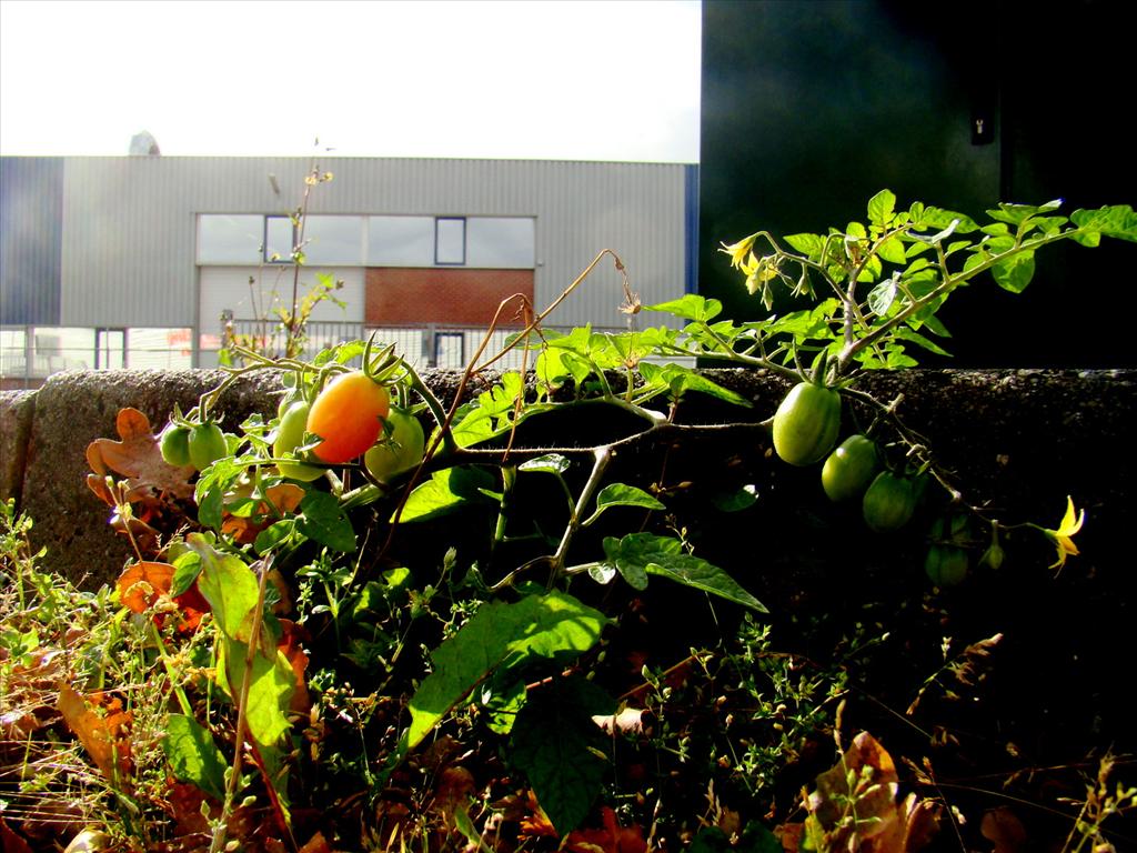 Solanum lycopersicum (door Joop Verburg)