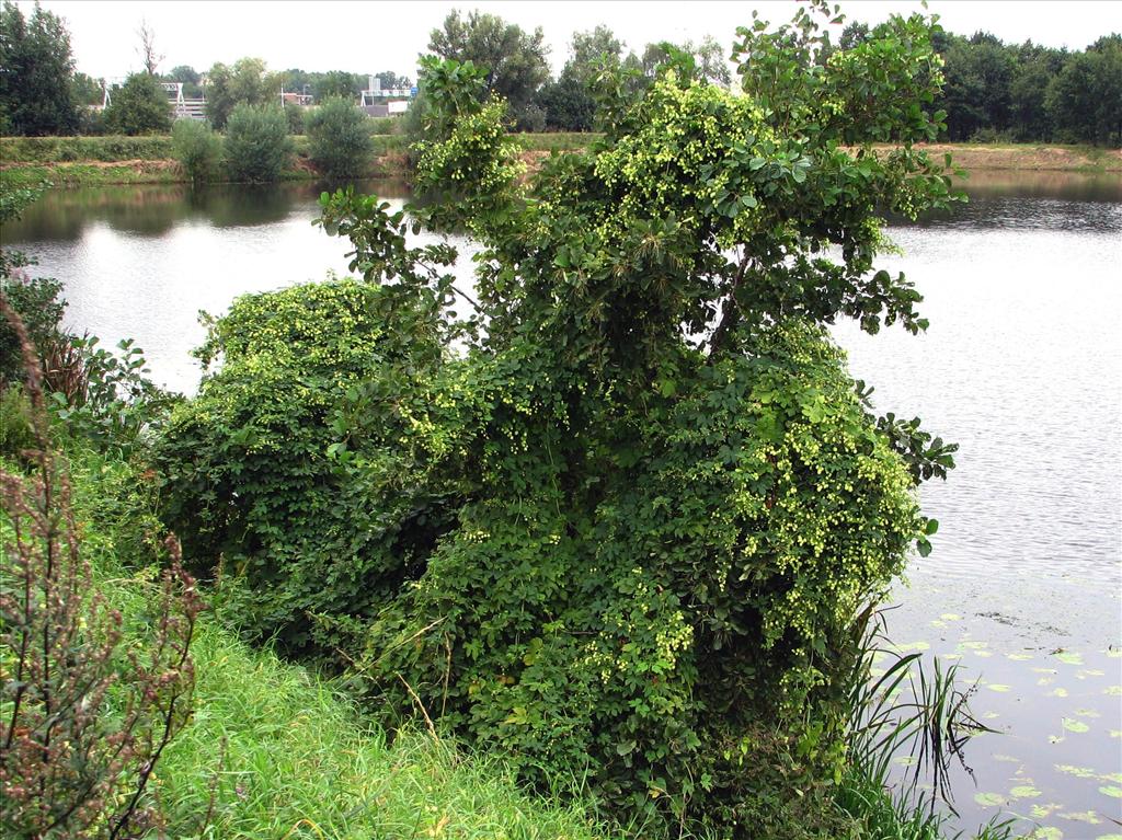 Humulus lupulus (door Bert Verbruggen)