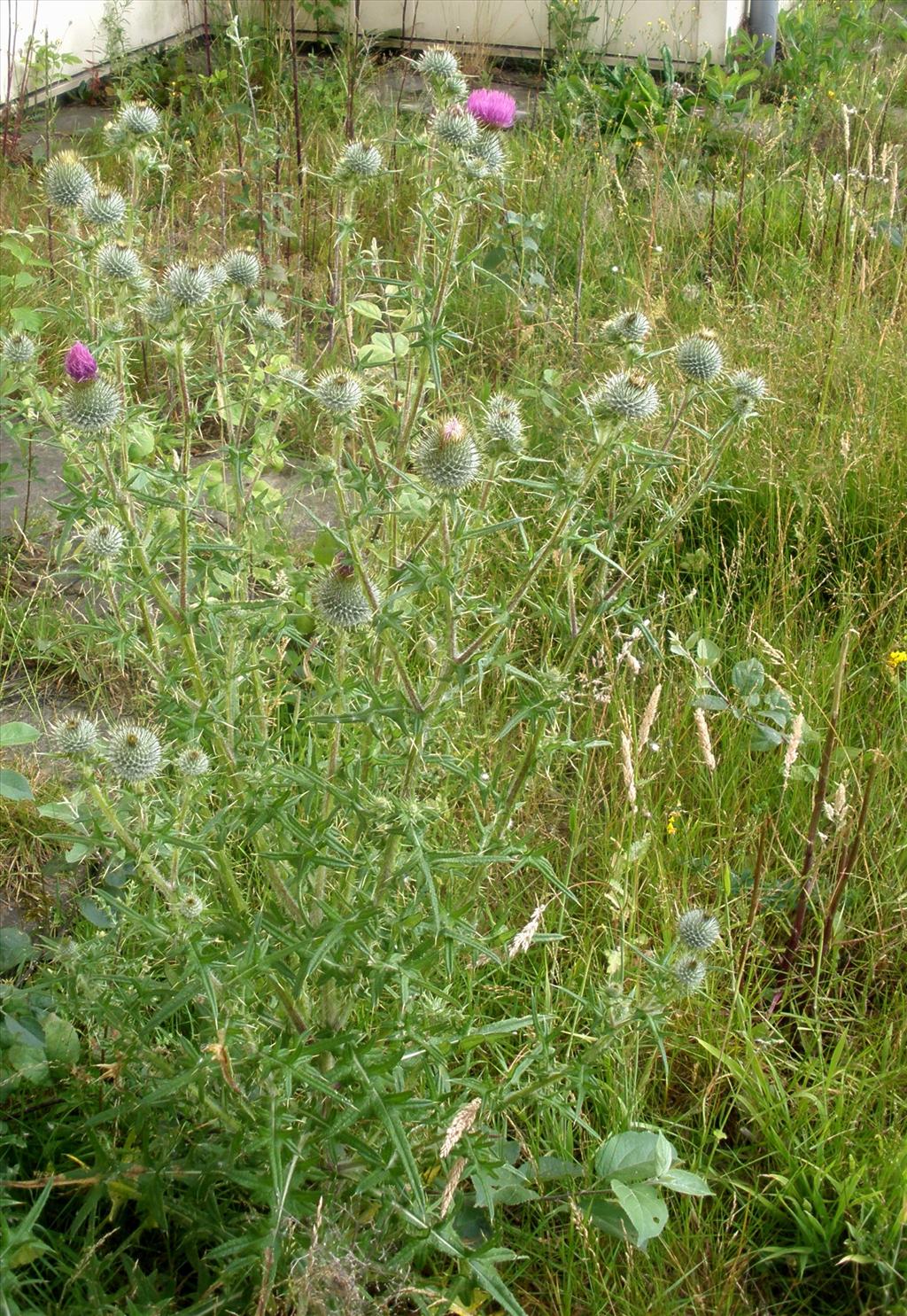 Cirsium vulgare (door Bert Verbruggen)