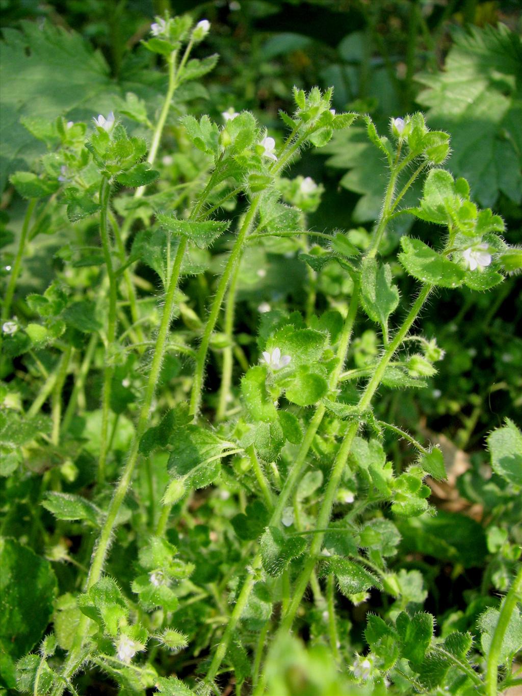 Veronica hederifolia (door Bert Verbruggen)