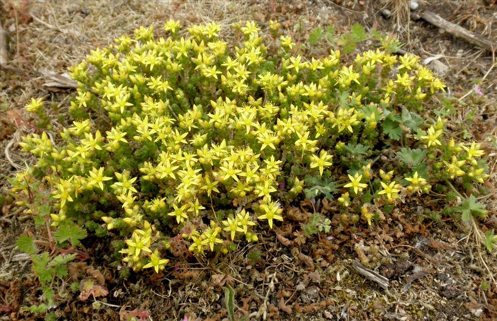 Sedum acre (door Bert Verbruggen)