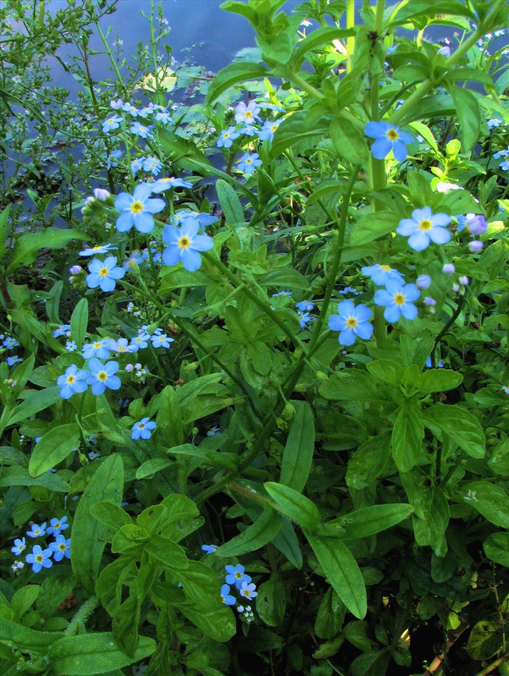 Myosotis scorpioides subsp. scorpioides (door Bert Verbruggen)