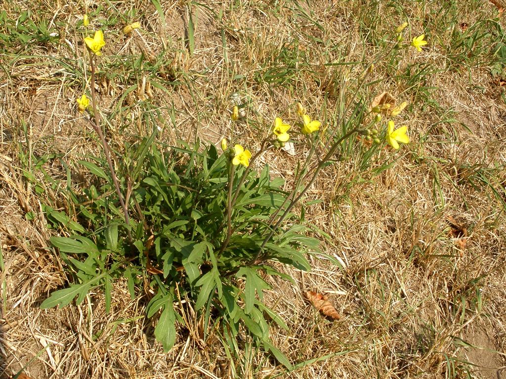 Diplotaxis tenuifolia (door Bert Verbruggen)