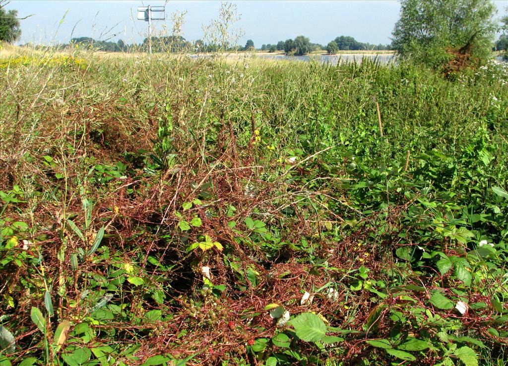 Cuscuta lupuliformis (door Bert Verbruggen)