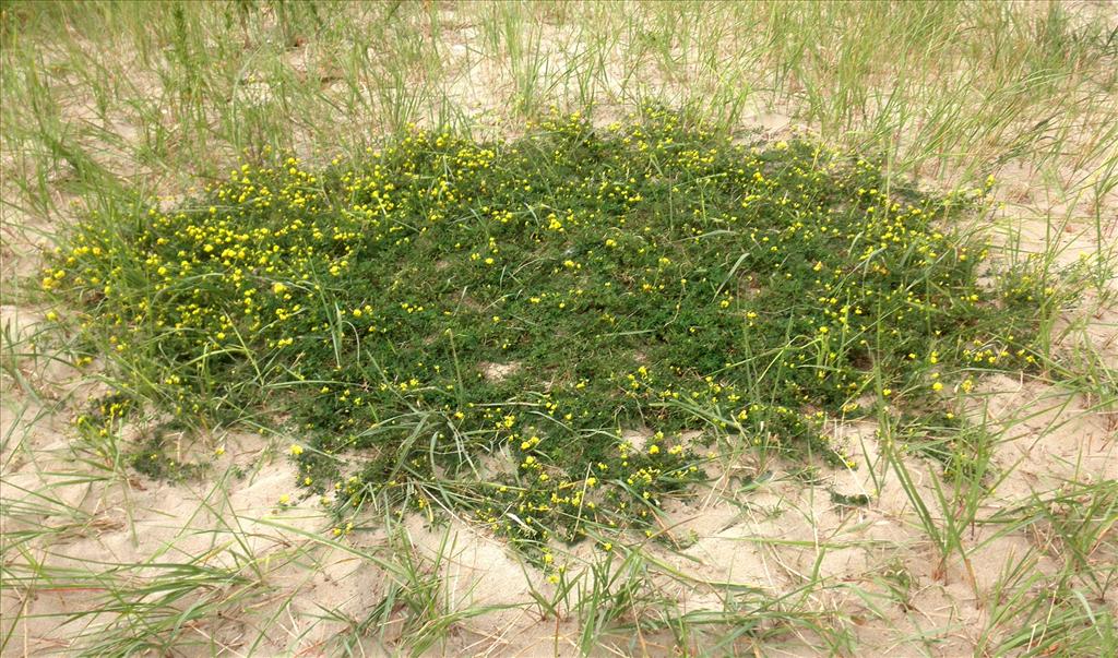 Medicago falcata (door Bert Verbruggen)