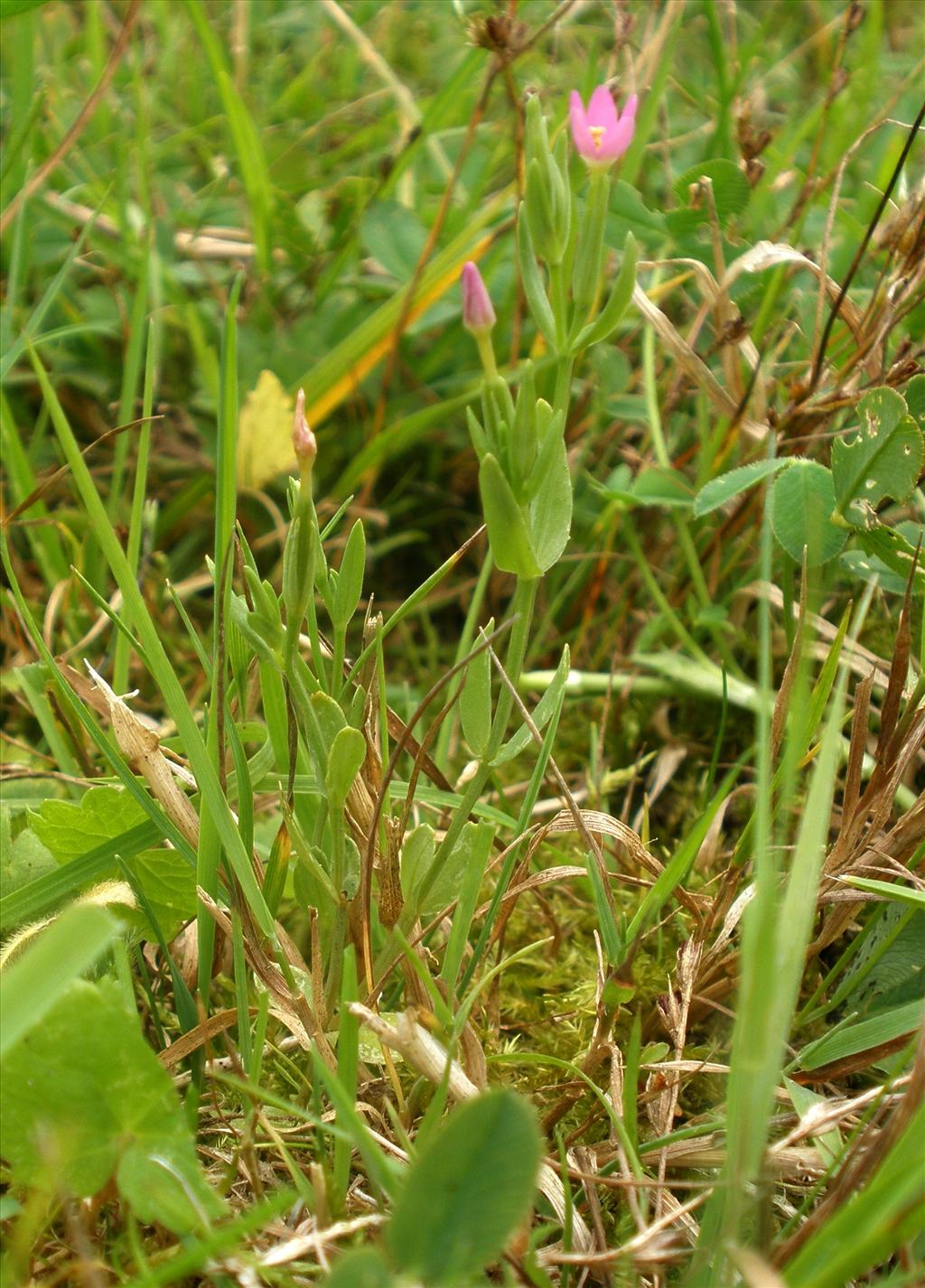 Centaurium pulchellum (door Bert Verbruggen)