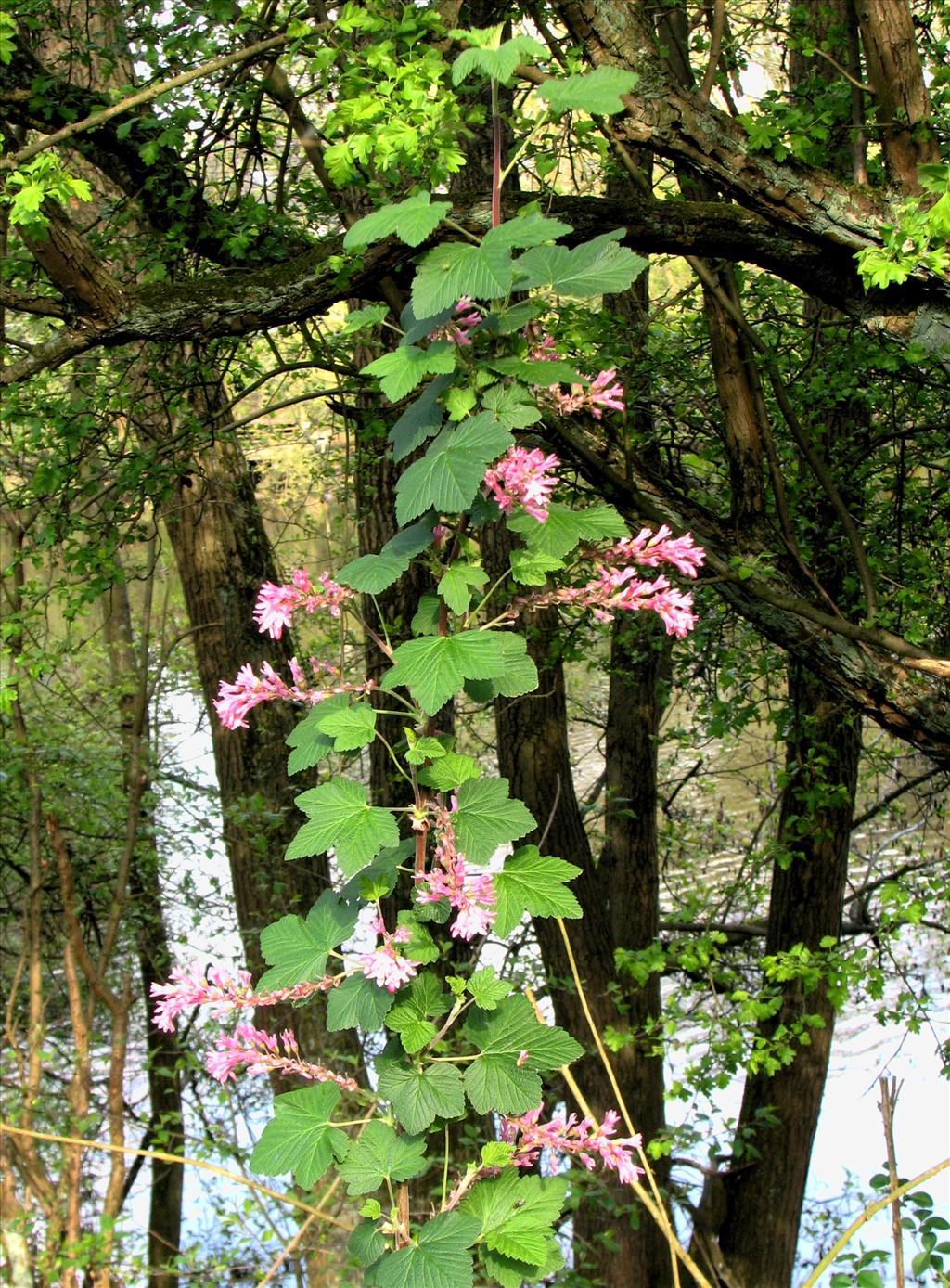 Ribes sanguineum (door Bert Verbruggen)