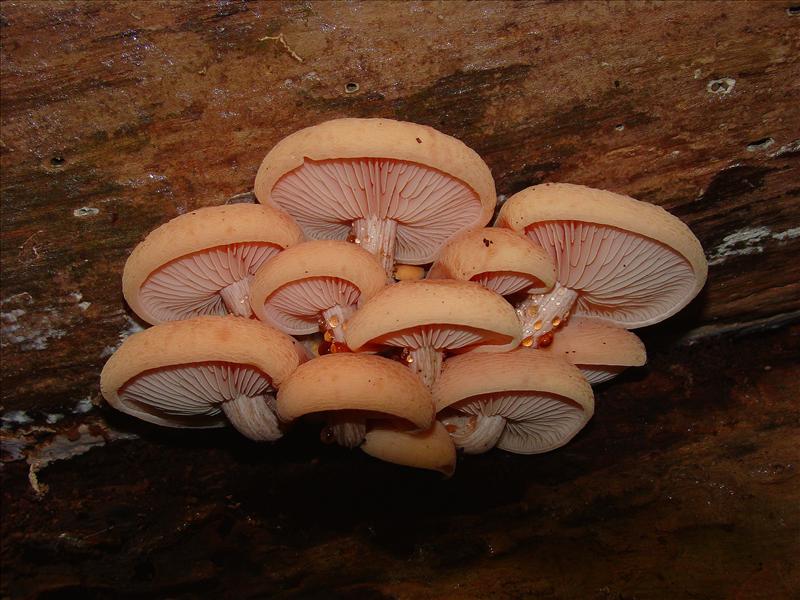 Rhodotus palmatus (door Truus Vrolijk)