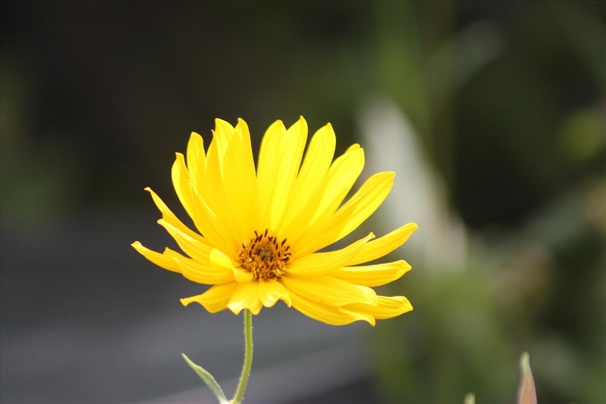 Helianthus x laetiflorus (door Toon Verrijdt)