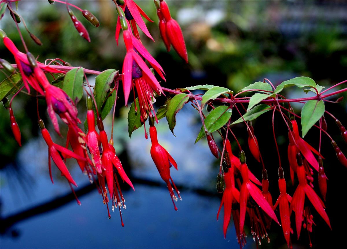 Fuchsia magellanica (door Toon Verrijdt)