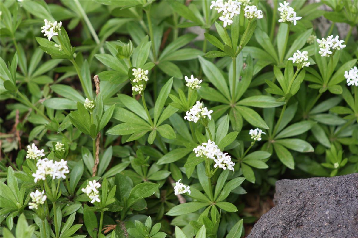 Galium odoratum (door Toon Verrijdt)