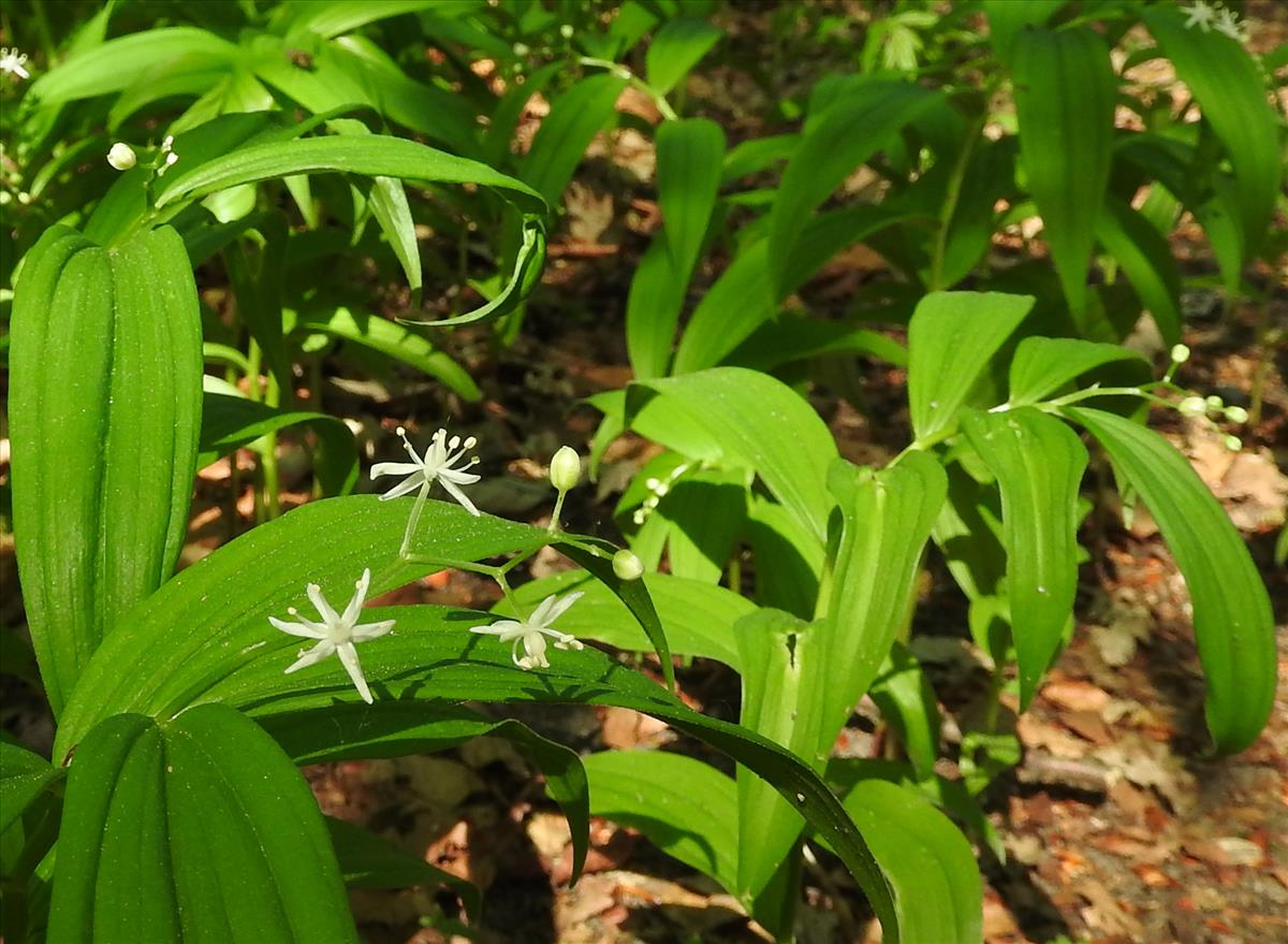 Smilacina stellata (door Jelle van Dijk)