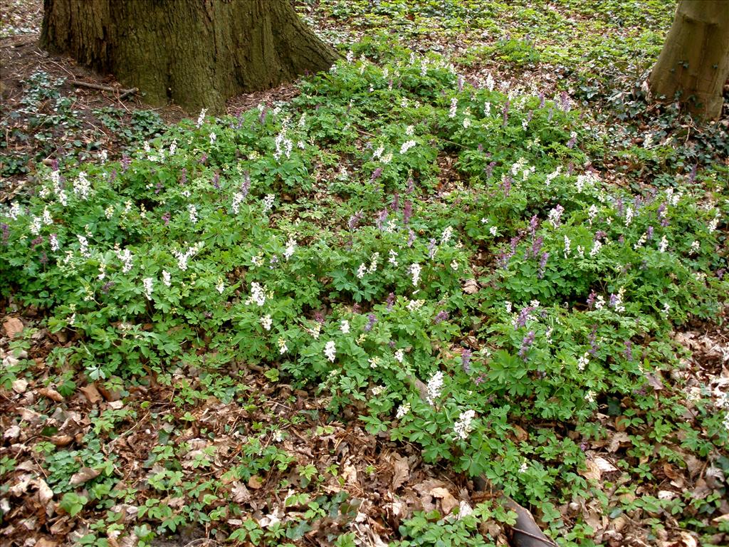 Corydalis cava (door Bert Verbruggen)