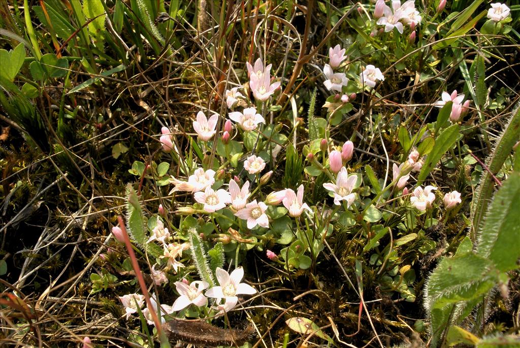 Anagallis tenella (door Bert Verbruggen)