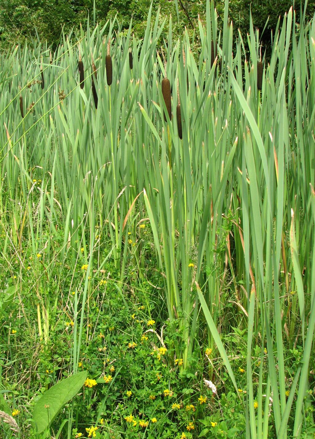 Typha latifolia (door Bert Verbruggen)