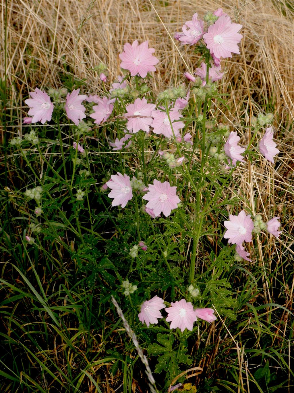 Malva alcea (door Bert Verbruggen)