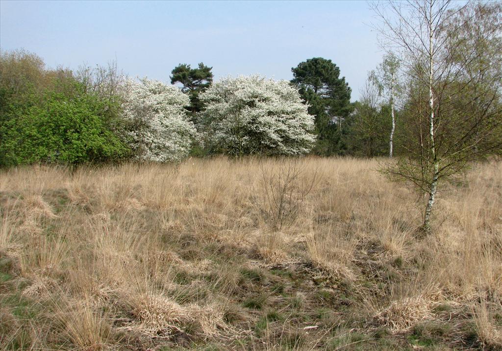 Amelanchier lamarckii (door Bert Verbruggen)