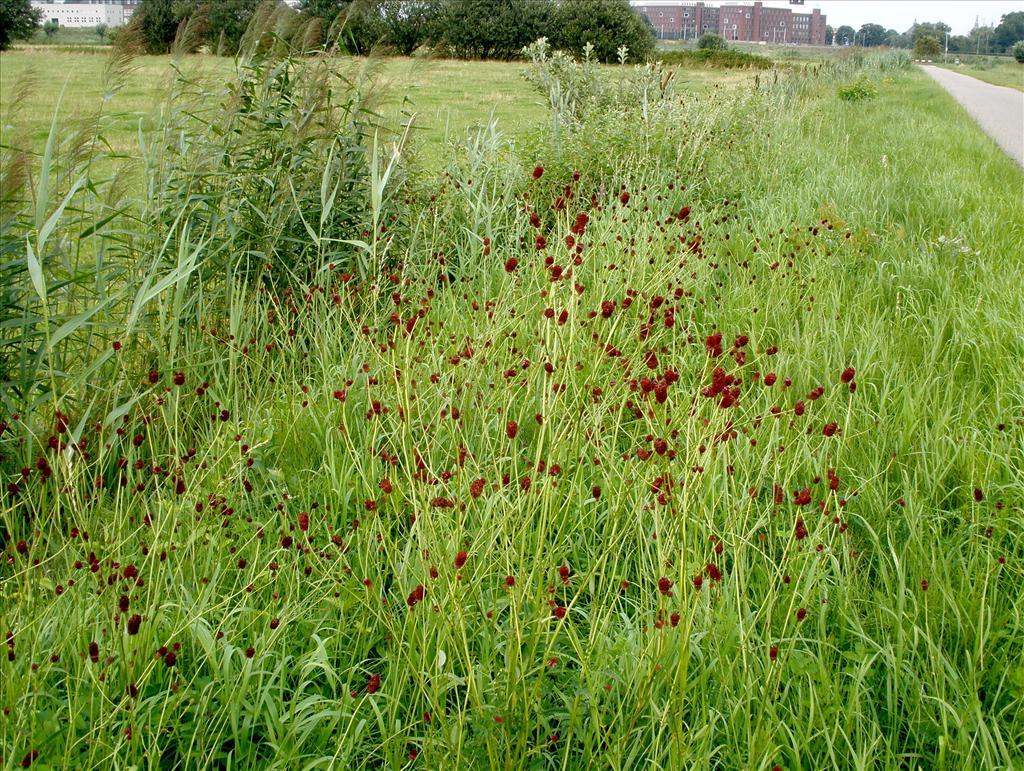 Sanguisorba officinalis (door Bert Verbruggen)