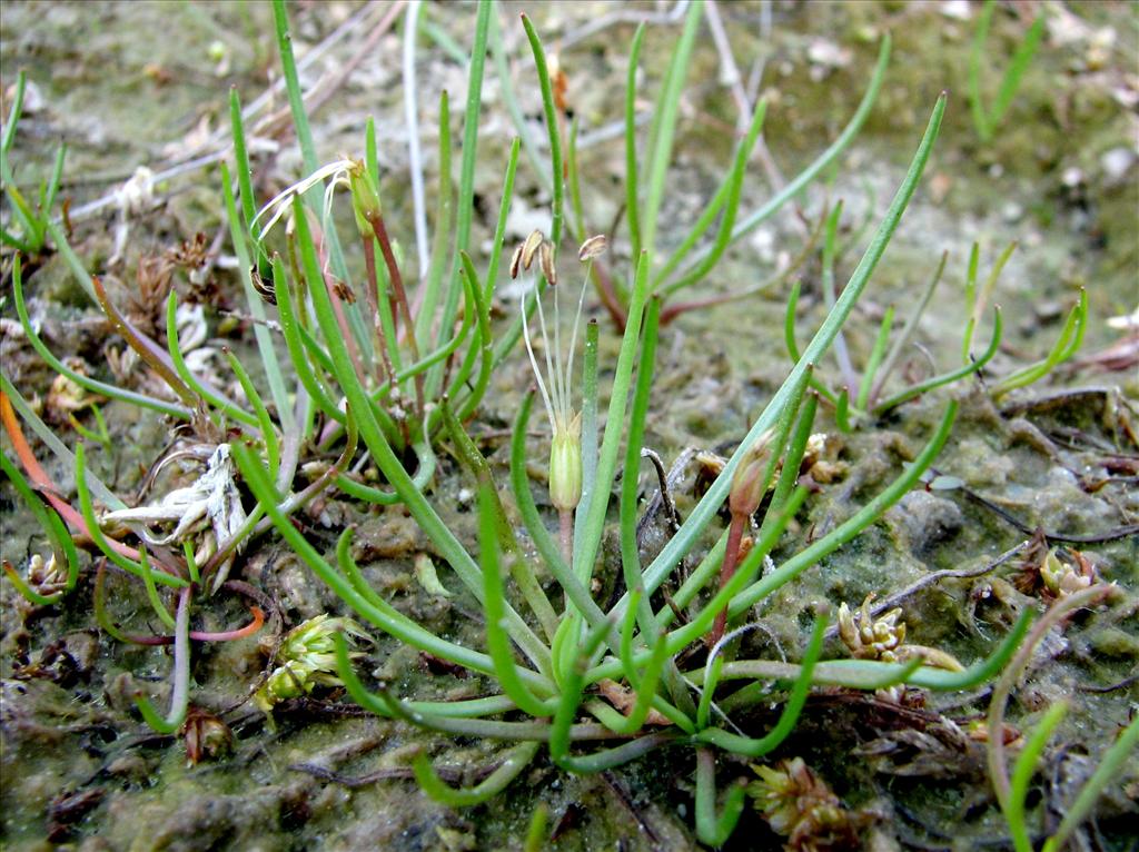 Littorella uniflora (door Bert Verbruggen)