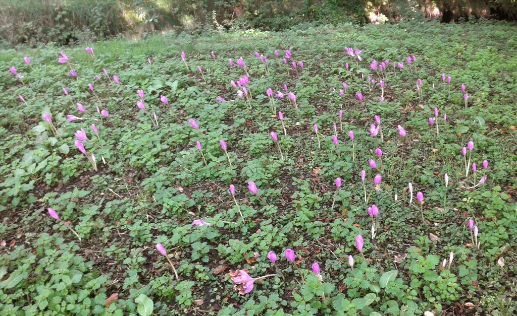 Colchicum autumnale (door Bert Verbruggen)