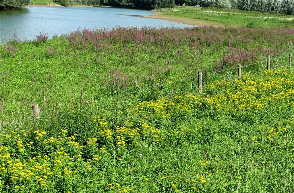 Inula britannica (door Bert Verbruggen)