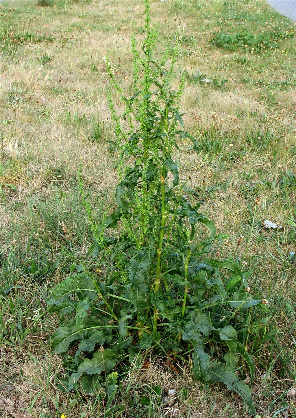 Rumex crispus (door Bert Verbruggen)