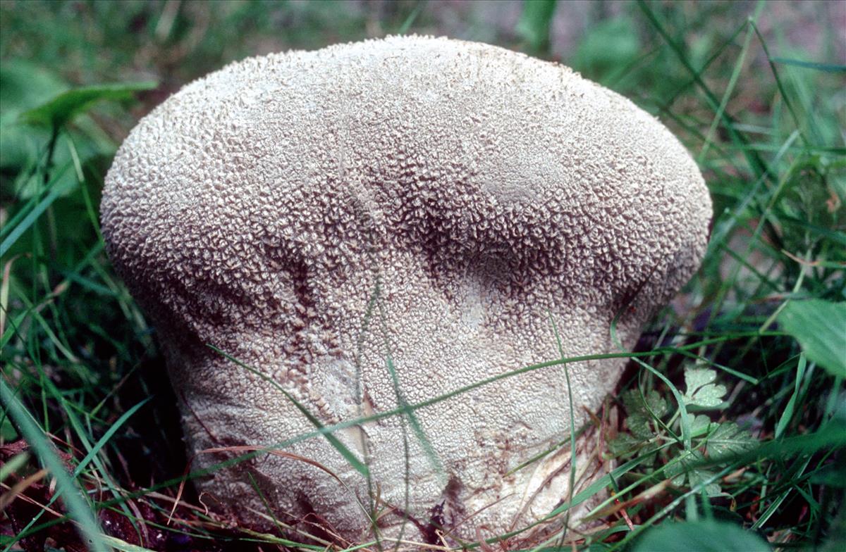 Calvatia utriformis (door Grieta Fransen)